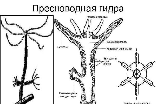 Как открыть ссылку с кракена