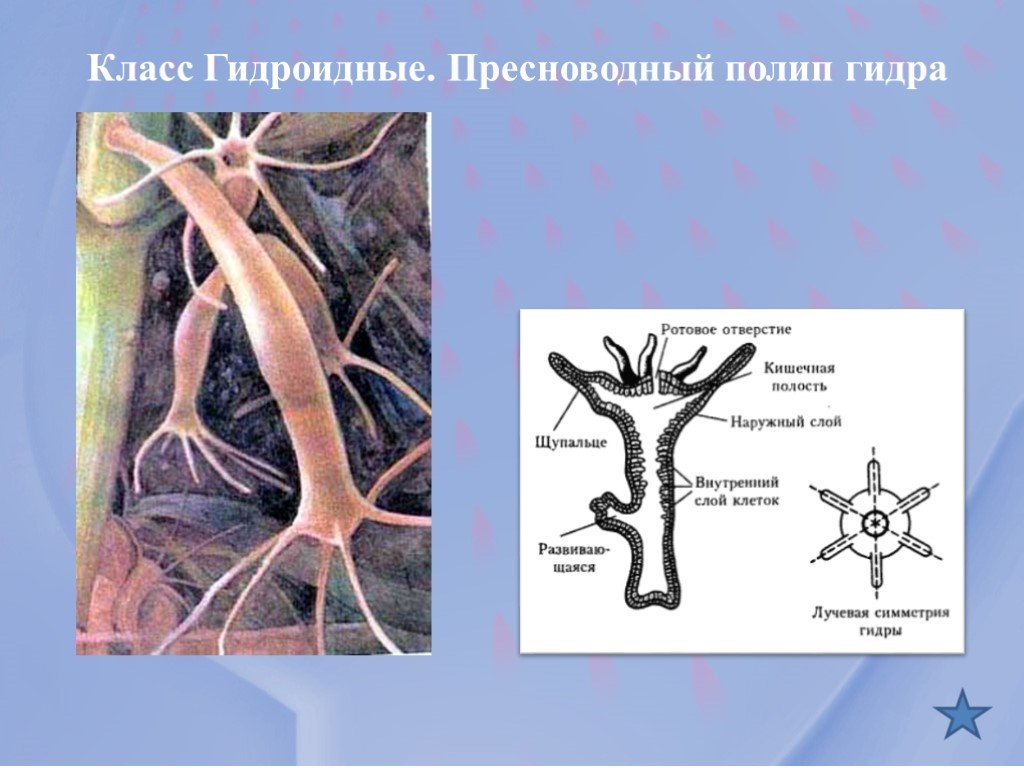 Кракен онлайн